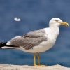 Racek stredomorsky - Korcula 0589_W